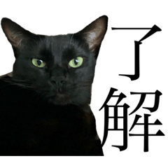 [LINEスタンプ] 黒猫ぶりこの了解スタンプ