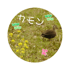 [LINEスタンプ] 写真と文字の組み合わせで作ったスタンプ