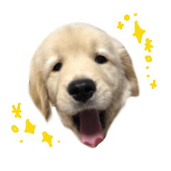 [LINEスタンプ] ゴールデンレトリバーのアリス