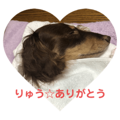 [LINEスタンプ] 我が家のりゅう②