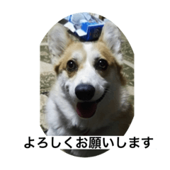 [LINEスタンプ] 北海道コーギーのりんちゃん
