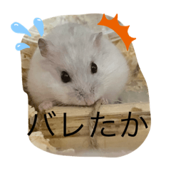[LINEスタンプ] ふくみスタンプ☆でち