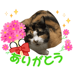 [LINEスタンプ] tocco/vol.36/愛猫らぶしゃん/レオ/カイ