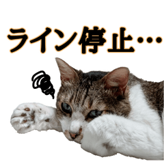 [LINEスタンプ] オフィスで使おう！キジ白ばぁば vol.2
