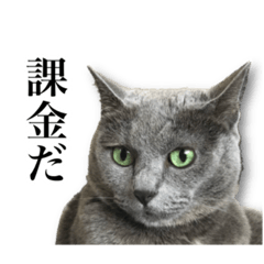 [LINEスタンプ] ソシャゲに課金する猫2