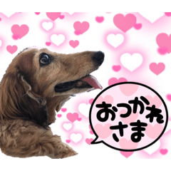 [LINEスタンプ] ミニチュアダックスフンド Ladyちゃん♡