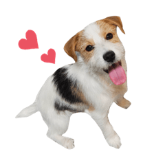 [LINEスタンプ] jackrusselterrier popeye's stamp ！