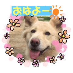 [LINEスタンプ] 柴シュナmoco