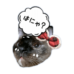[LINEスタンプ] キジトラ、シャム、の気持ち、風景、言葉