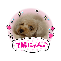 [LINEスタンプ] プードルひな
