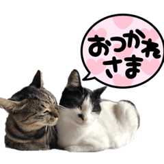 [LINEスタンプ] 齋藤家スタンプ（猫、父、母）