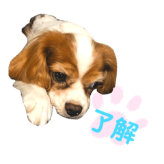 [LINEスタンプ] 毎日キャバリア。
