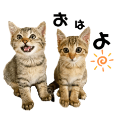 [LINEスタンプ] あめとつゆ