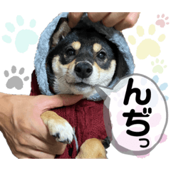 [LINEスタンプ] 黒豆柴あんこ3415