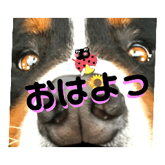 [LINEスタンプ] バーニーズ超大型犬55kgかわいいバディ