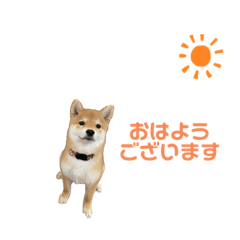 [LINEスタンプ] 柴犬 かわいいさんちゃんスタンプ