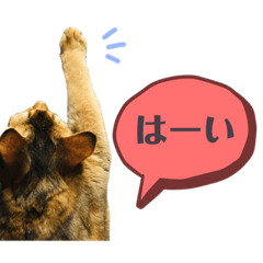 [LINEスタンプ] ねこのかぷとソル(時々実家ねこ)
