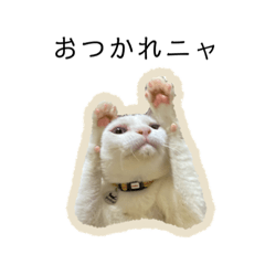[LINEスタンプ] 野口家の愉快な仲間たち