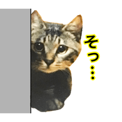 [LINEスタンプ] ガブ！とらつぐチャン4〜子猫だった僕