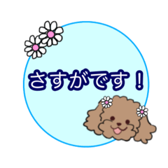 [LINEスタンプ] トイプーのまーちゃん☆使いやすい敬語