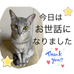 [LINEスタンプ] こんにゃく①