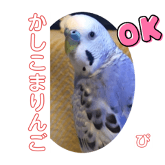 [LINEスタンプ] ぴーちゃんのダジャレスタンプ
