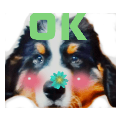 [LINEスタンプ] 日常会話 可愛い バーニーズ 超大型犬