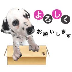 [LINEスタンプ] ダルメシアンパピーSchön【Black Pink】