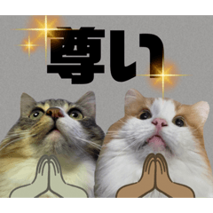 [LINEスタンプ] ノルウェージャン猫のアルフとラッキーの画像（メイン）