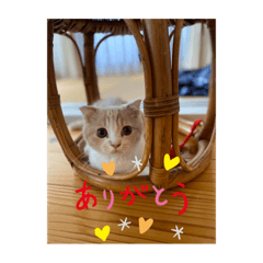 [LINEスタンプ] 杢ちゃんスタンプ