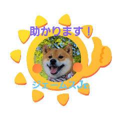 [LINEスタンプ] 柴犬ジェームスjr.8