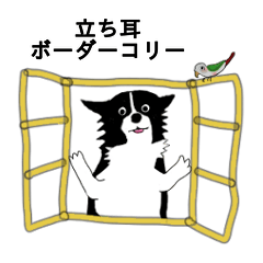 [LINEスタンプ] 立ち耳ボーダーコリーのヴィッキー