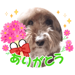 [LINEスタンプ] さとうまめスタンプ