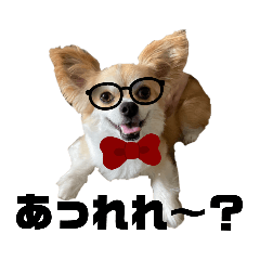 [LINEスタンプ] 愛犬コナン(変装中)の冒険