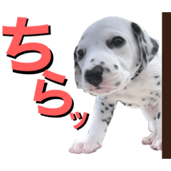 [LINEスタンプ] ダルメシアンパピーリンダ【BlackWhite】