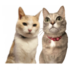 [LINEスタンプ] 可愛い M cats