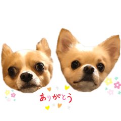 [LINEスタンプ] そら＆チャーリー