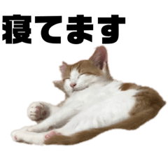 [LINEスタンプ] みかんかいらいむ