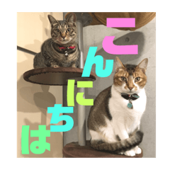 [LINEスタンプ] りずむ＆ココ