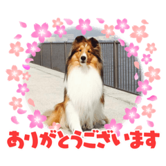 [LINEスタンプ] おベル