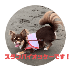 [LINEスタンプ] 犬三昧ver7