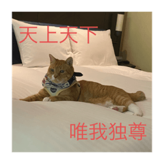 [LINEスタンプ] 可愛い猫のスタンプたち