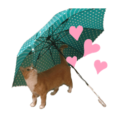 [LINEスタンプ] 可愛いココさん