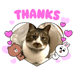 [LINEスタンプ] ねこちゃんスタンプ5