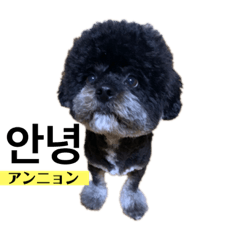 [LINEスタンプ] 黒わんこバビくん  韓国語ver.