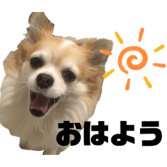 [LINEスタンプ] チワワのくぅ＆まゆげサン