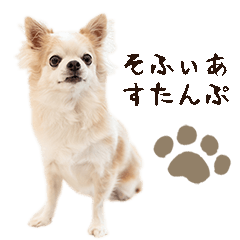 [LINEスタンプ] ソフィアスタンプbyKumicco