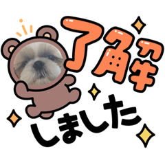 [LINEスタンプ] シーズーの凛ちゃん