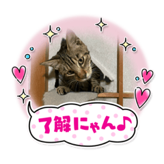 [LINEスタンプ] ぺっとすたんぷ_その6