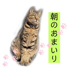 [LINEスタンプ] キジトラねこさんず
